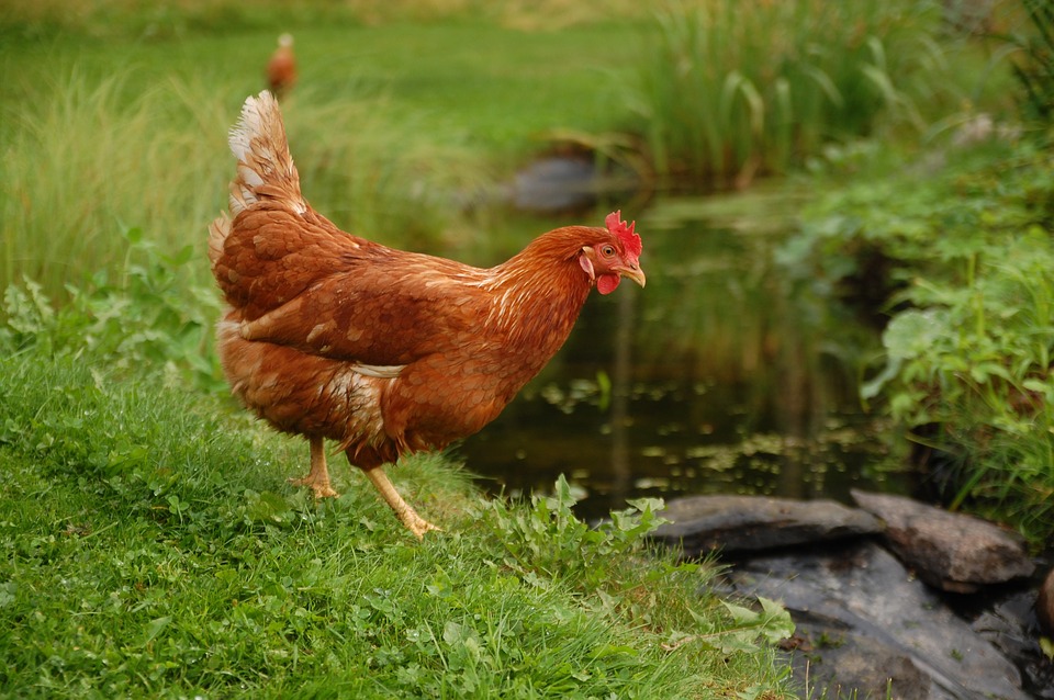 WBVR-deskundigen: risico op vogelgriep is zeer hoog