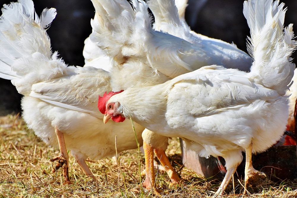 7 landen willen samen bioveiligheid in de pluimveesector verbeteren