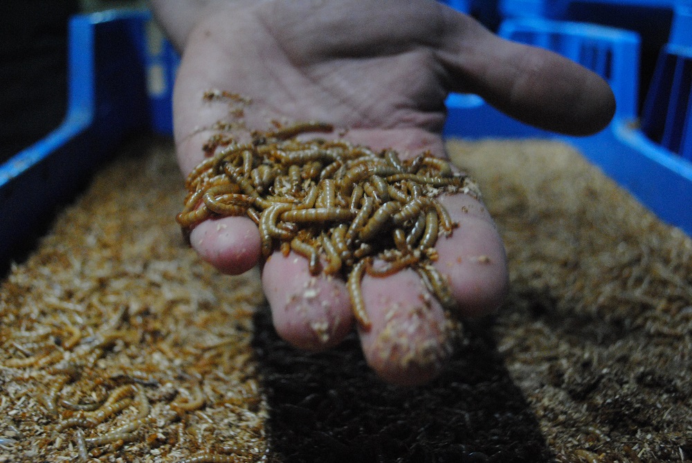 België onderzoekt kansen van insecten als eiwitbron