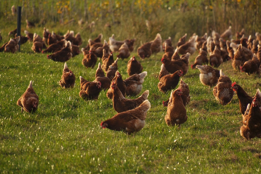 Stand van zaken vogelgriep in Europa