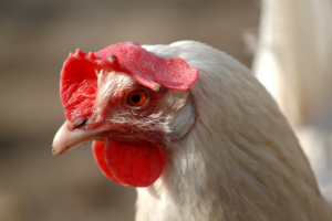 Verificatieonderzoek bij salmonellabesmetting (opfok)leghennen niet meer mogelijk