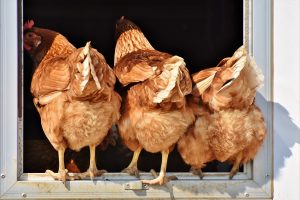 Vogelmijt bestrijden met nieuw stappenplan