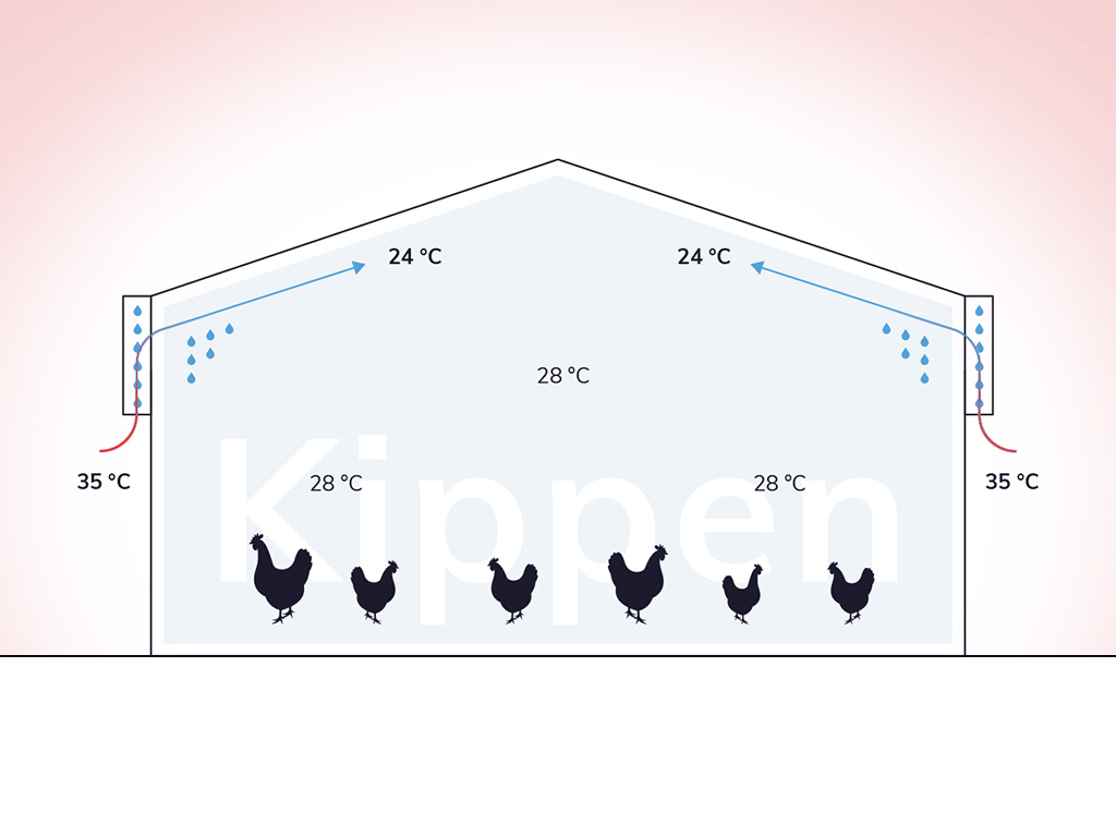 Deze zomer optimaal stalklimaat dankzij hoge druk nevelkoeling