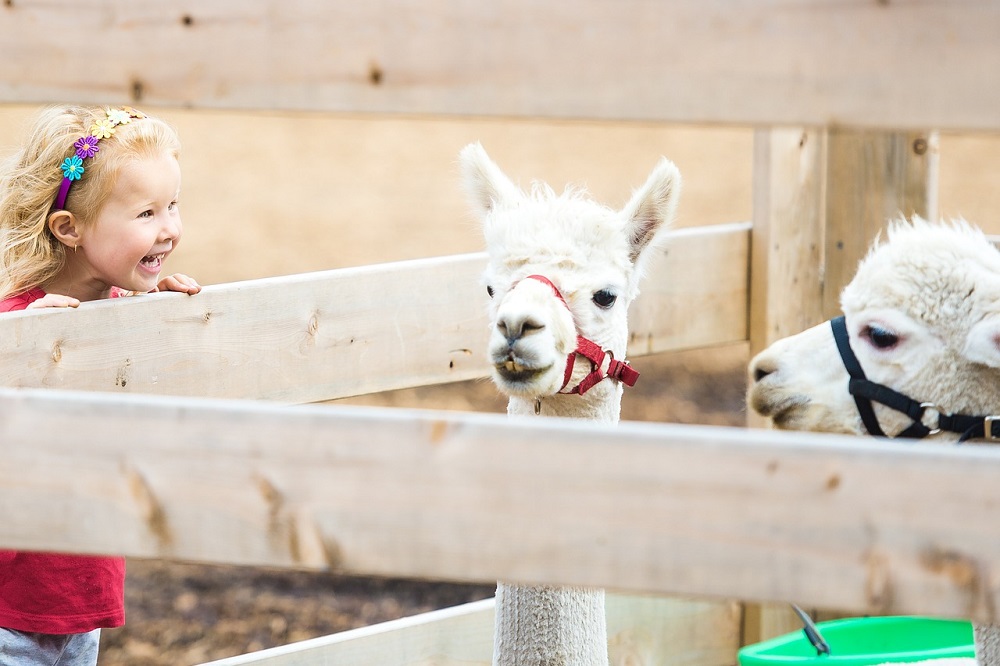 Een zorgboerderij starten zes aandachtspunten