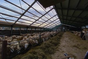 Uniek project helpt boeren van asbestdak af