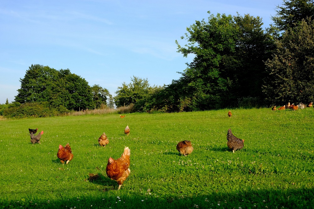 Biologische varkens en pluimvee lost stikstofcrisis niet op