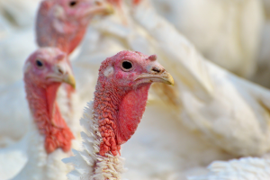 Vogelgriep vastgesteld bij kalkoenbedrijf in Weert