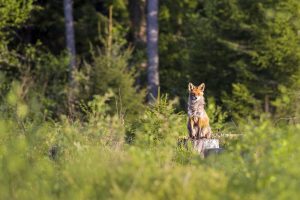 Vossen besmet met vogelgriepvirus in Groningen