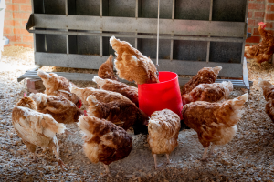 Laat de warmte jouw voerkwaliteit niet beïnvloeden