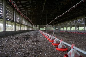 Reiniging en ontstemmeting van voederapparatuur