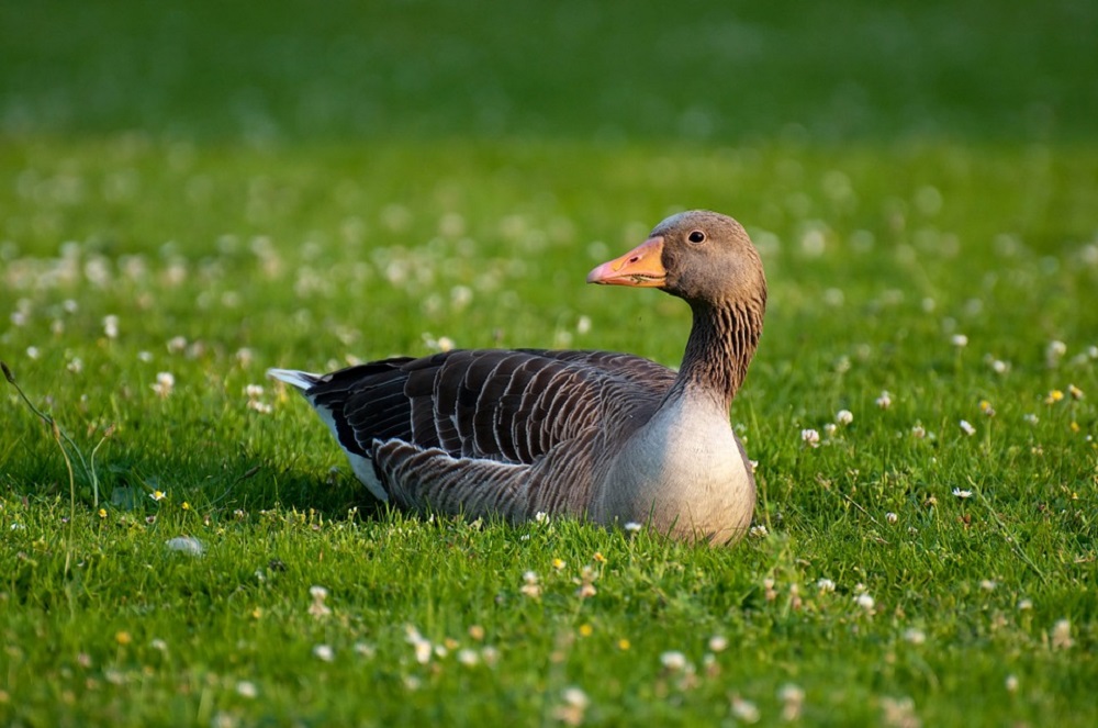 Vogelgriep vastgesteld bij hoenders en watervogels in Vleuten