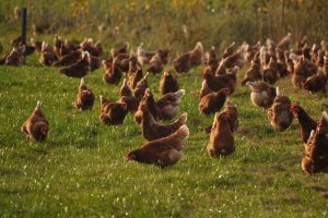 Vogelgriepvirus nog niet weg, uitbraak Denemarken