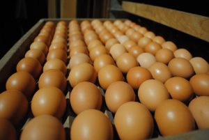 De prijs van eieren af boerderij zijn in april en mei fors gedaald. De index daalde van 106 in maart naar 97 in april en 91 in mei. Volgens het normale seizoenspatroon dalen de prijzen in het voorjaar na de piek tijdens Pasen (dit jaar op 4 april). De prijs af boerderij heeft betrekking op reguliere scharreleieren.