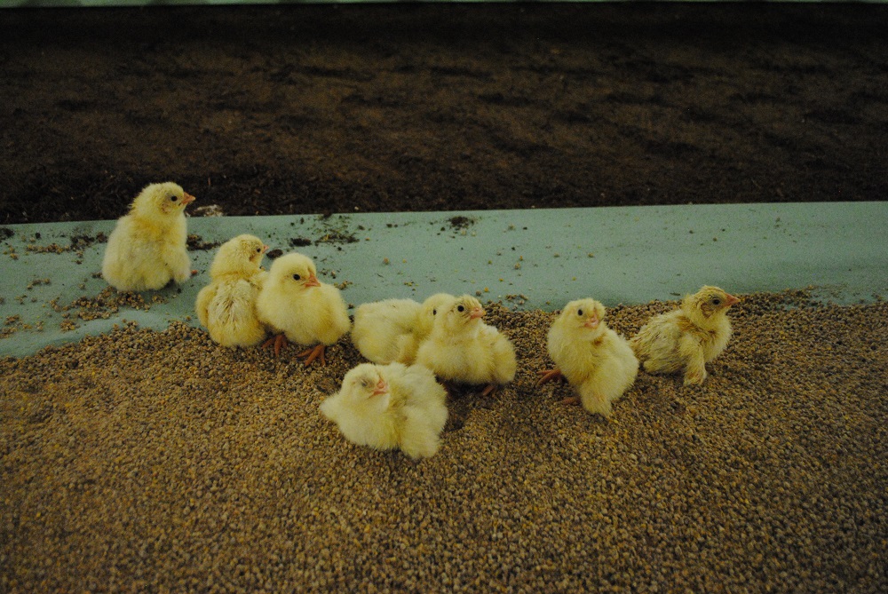 Consumentenprijs pluimveevlees 1% hoger, verder herstel prijs af boerderij