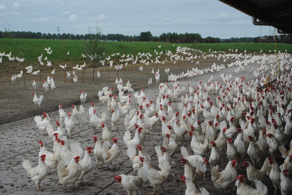 Salmonella: “Niet verslappen en scherp blijven”