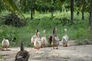 Insleeproutes vogelgriep seizoen 2020-2021 onderzocht