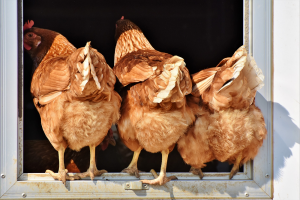 Pluimveehouderij in gesprek met LNV over aanpak stikstofreductie