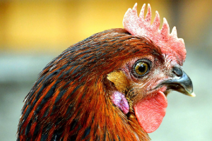 Risico vogelgriep geclassificeerd als ‘hoog’