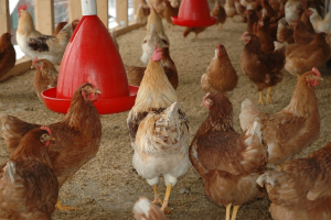 Vogelgriep vastgesteld bij pluimveebedrijf in Grootschermer