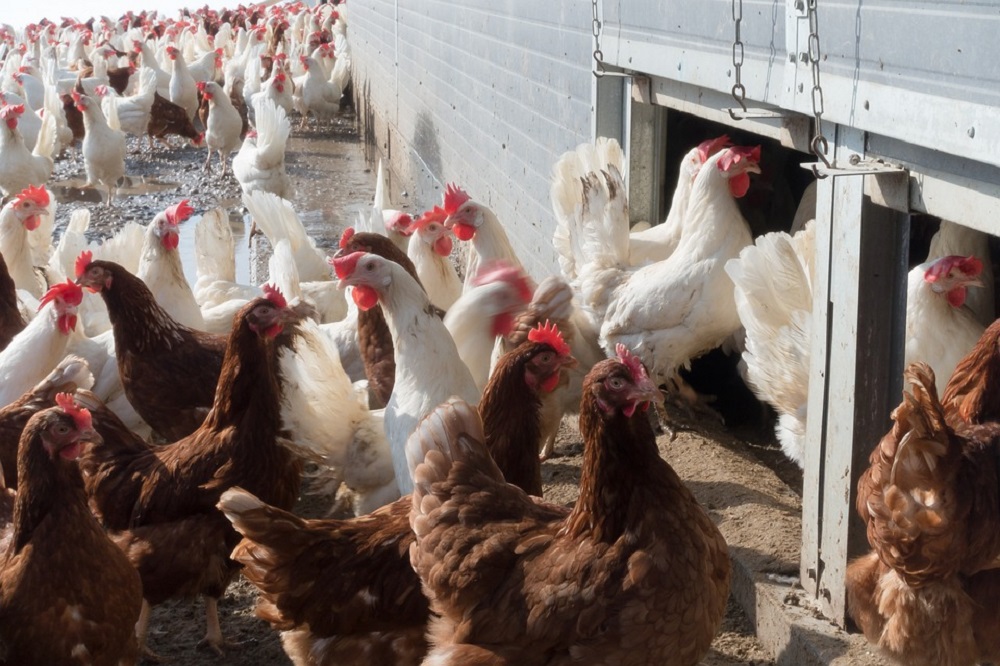 ‘Farmaceuten willen investeren in vogelgriepvaccin’