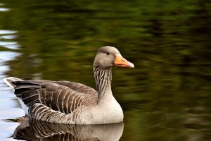 Vogelgriepvirus (H5) vastgesteld bij een wilde vogel in België