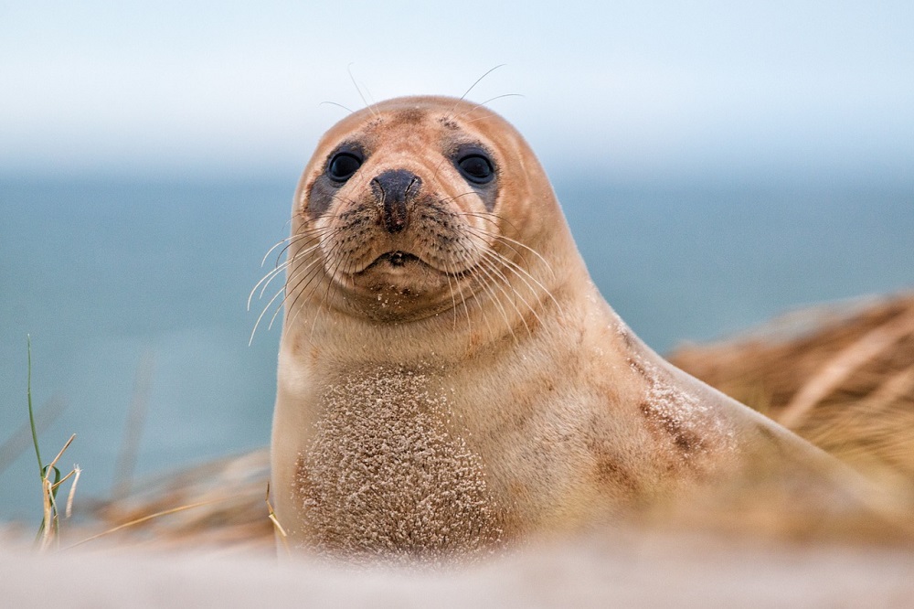 Minister: ‘Met vogelgriep besmette zeehonden geen verrassing’