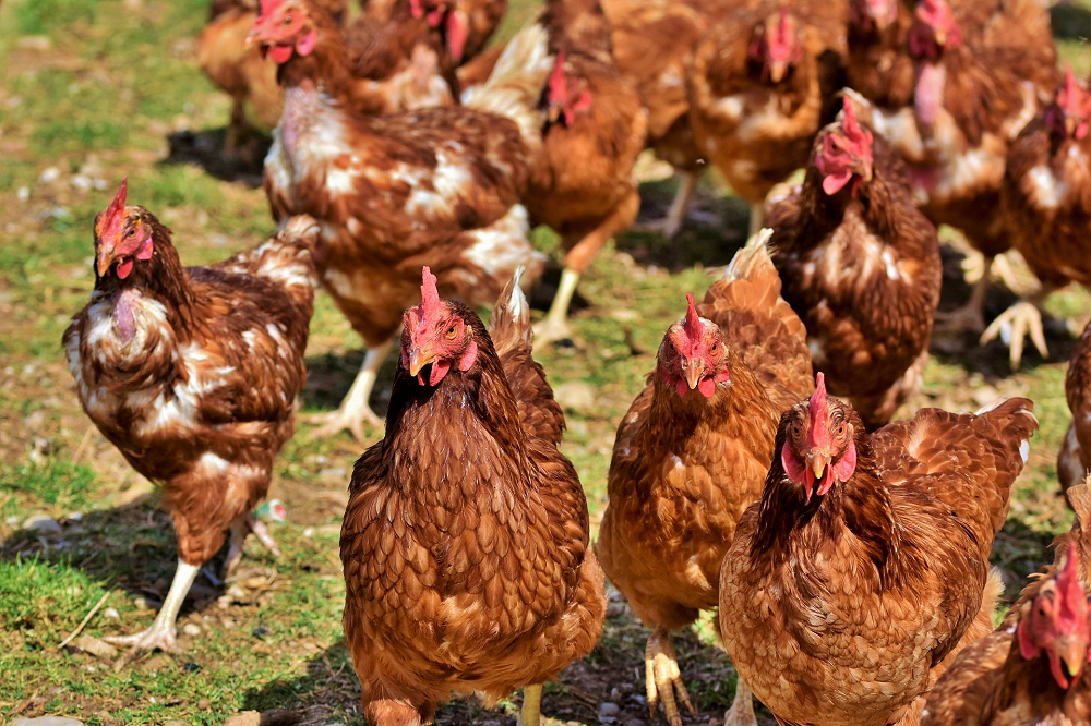 Vogelgriep en het bezoekersprotocol