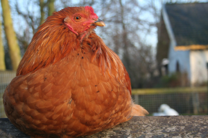 Smart farming als verlengstuk van de ondernemer
