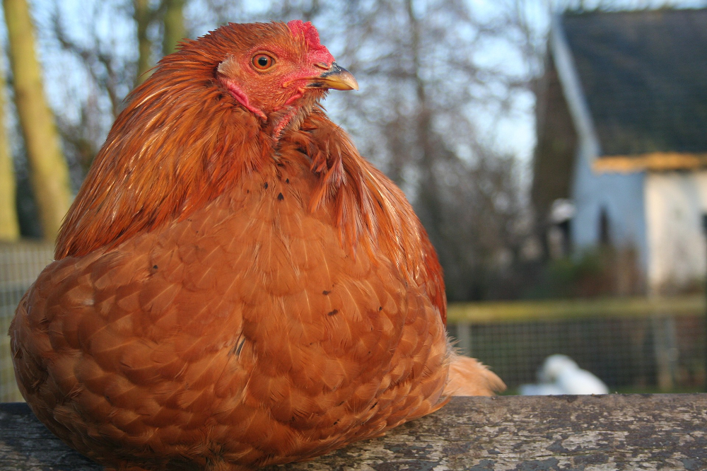 Smart farming als verlengstuk van de ondernemer