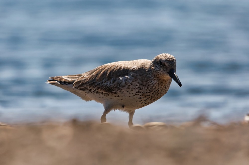 Bij Waddenzee aangespoelde dode Kanoeten is vogelgriep geconstateerd