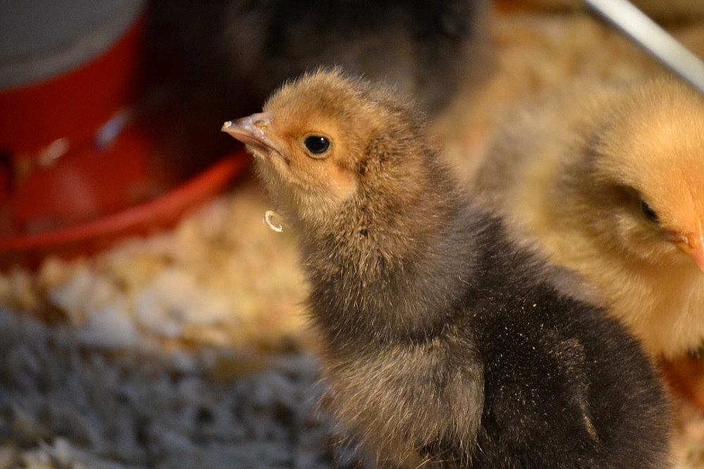 Vogelgriep vastgesteld bij vleeskuikenbedrijf in Willemstad (24 januari 2022)