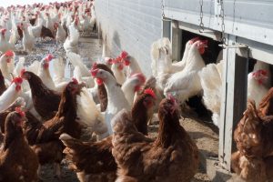 EU verkent mogelijkheden vaccinatie tegen vogelgriep