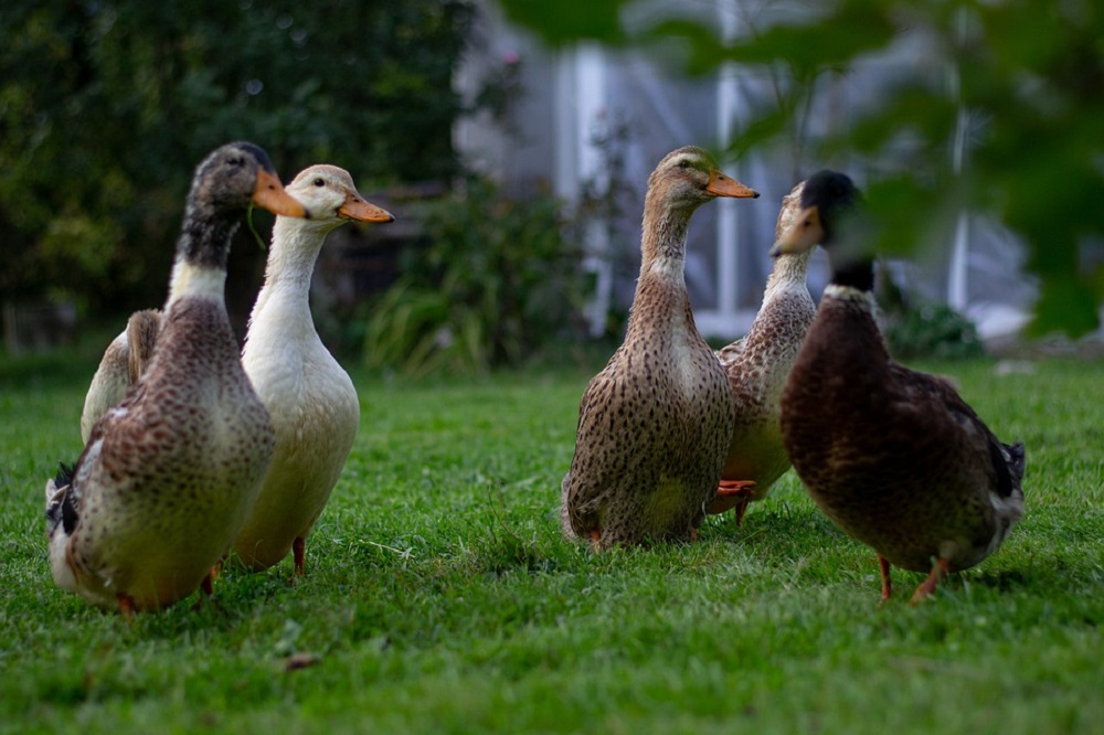 Vogelgriep vastgesteld bij pluimveebedrijf in Ede