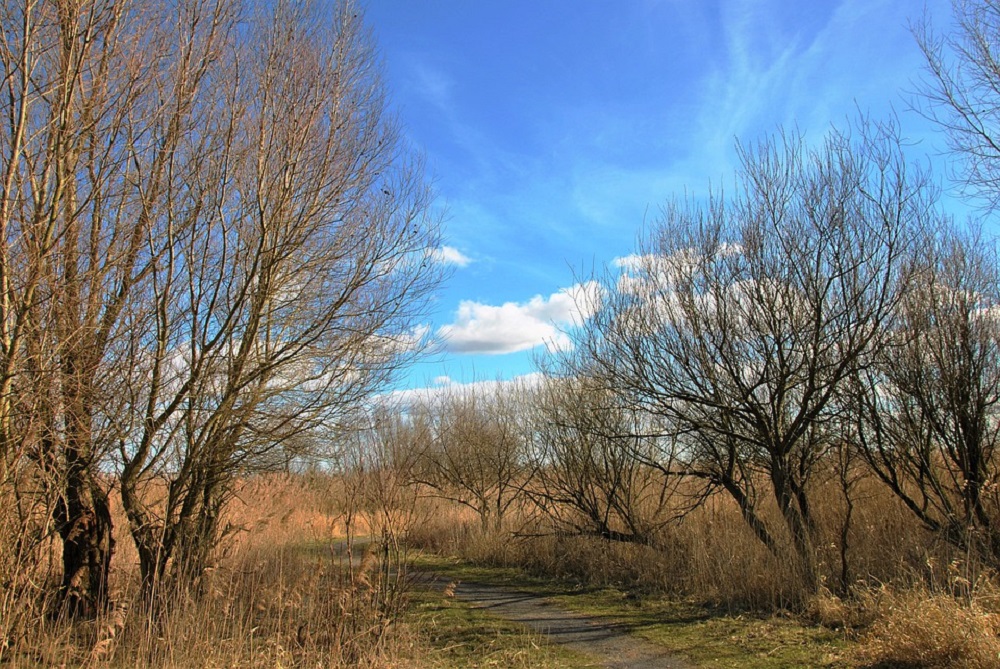 Staatsbosbeheer: mogelijk vogelgriep in Oostvaardersplassen