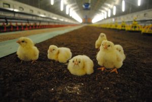 Vogelgriep vastgesteld bij vleeskuikenbedrijf in Grootschermer (Noord-Holland)