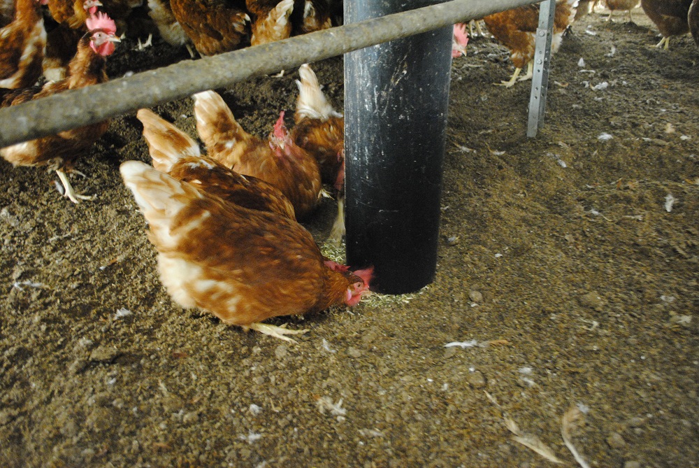 Vogelgriep (HPAI) nu ook in Denemarken en Roemenië