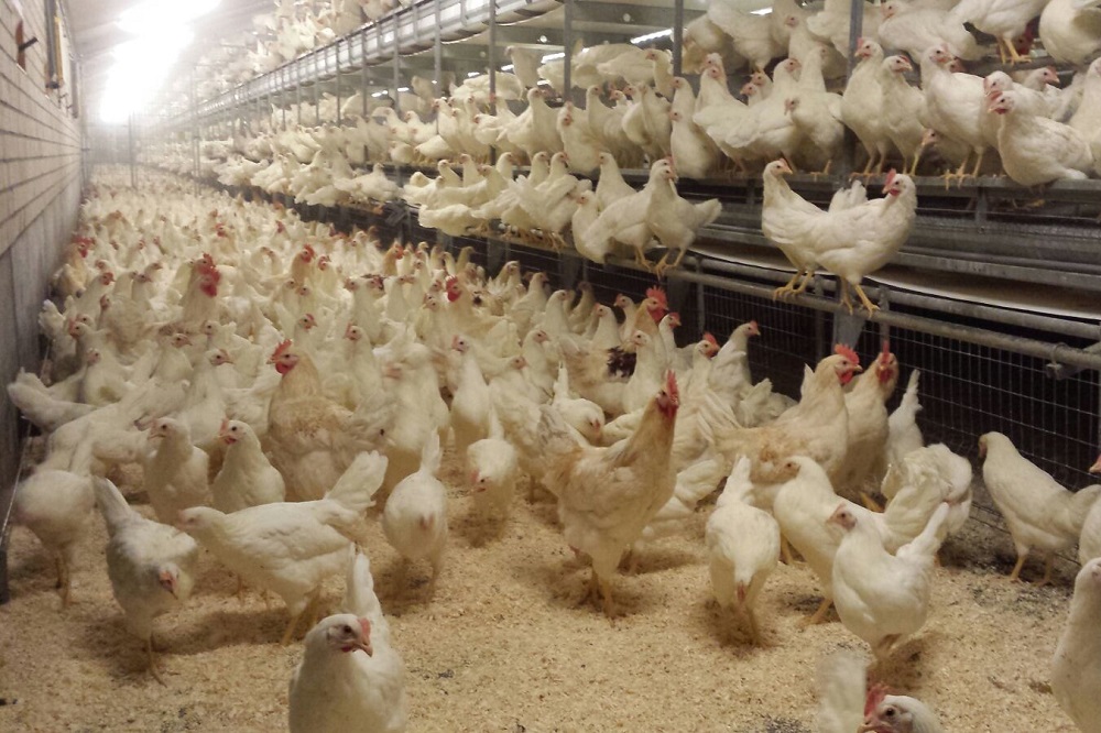 Vogelgriep vastgesteld op vleeskuikenbedrijf in Son