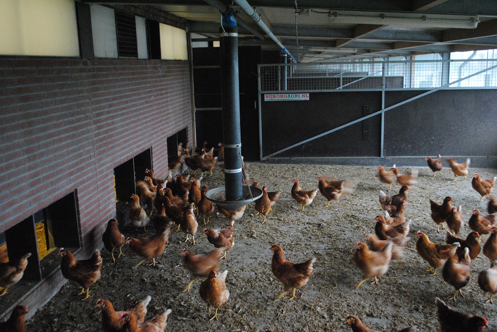 Na experimenten bij vleeskippen toont ze aan dat er minder stikstofemissie ontstaan als je een iets minder-eiwitrijk voeder serveert.