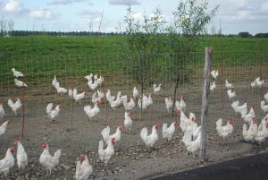 Investeringen leghennenbedrijven dalen na opgaande lijn