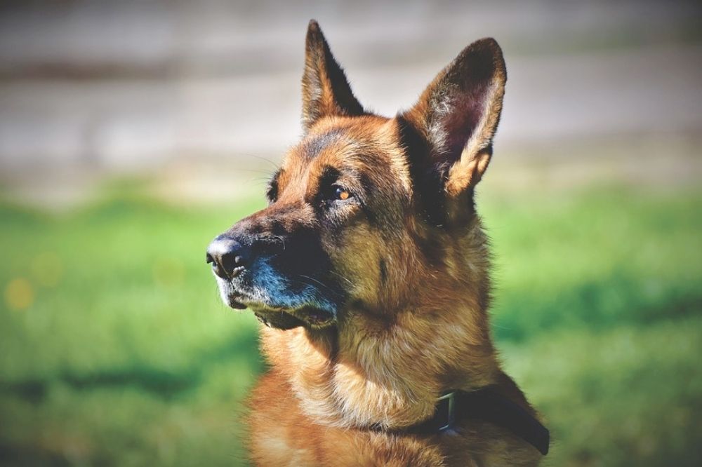 Waakhonden subsidie voor Nederlandse boeren