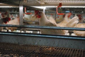 Vogelgriep vastgesteld op legbedrijf in Barneveld