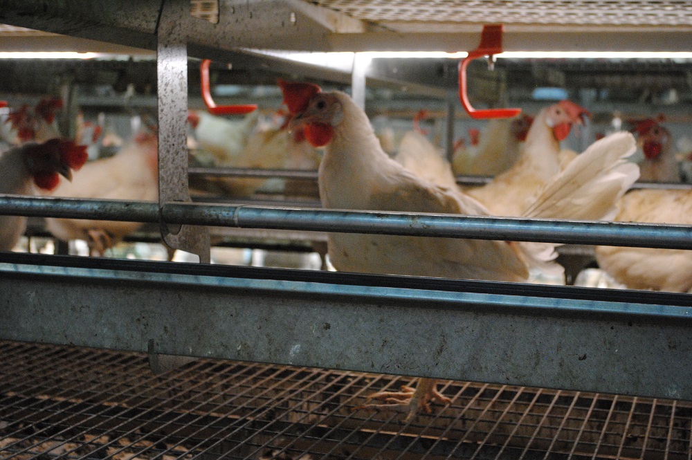 Vogelgriep vastgesteld op legbedrijf in Barneveld