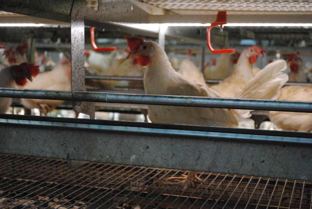 Vogelgriep vastgesteld op legbedrijf in Lunteren