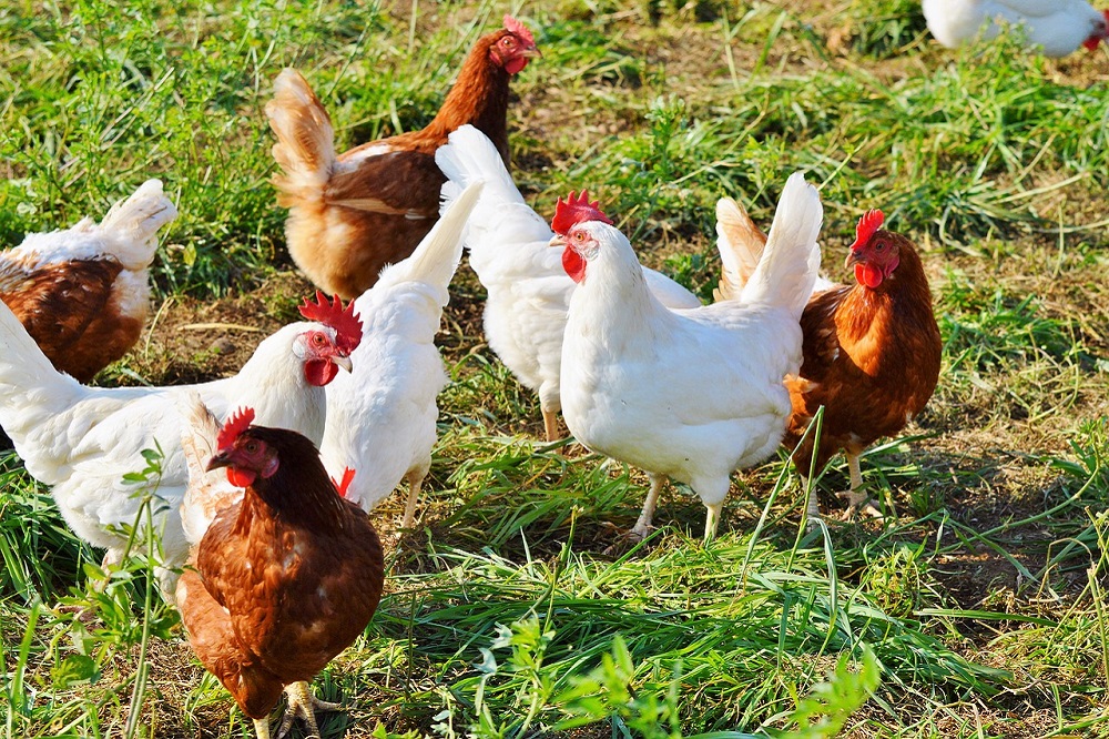 Aantal kippen en varkens gedaald sinds 1980