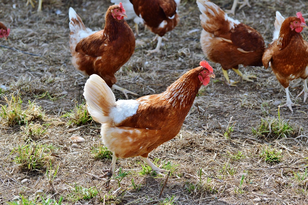 Vogelgriep vastgesteld op een kleinschalige houderij in Boskoop