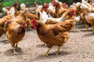 NVWA verlaagt slachtsnelheid pluimveeslachterij