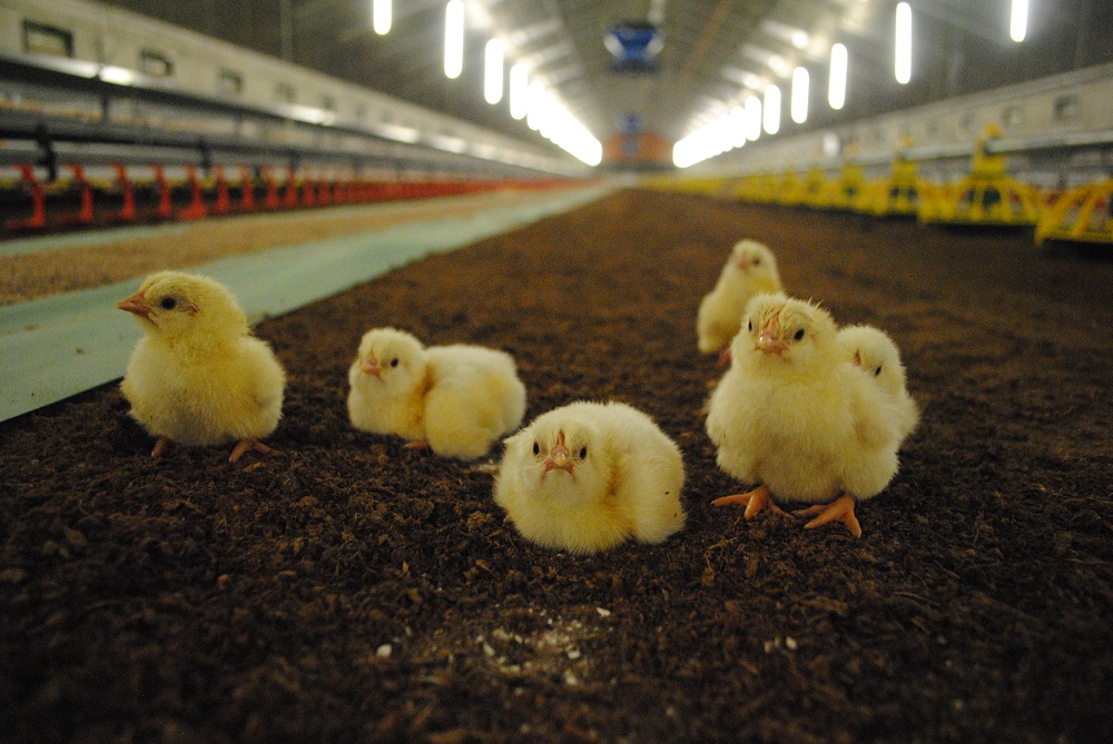 Saldo vleeskuikens in maart flink omhoog