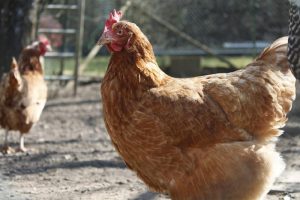 Nieuwe besmetting met hoogpathogene vogelgriep in België