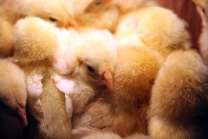 Vogelgriep vastgesteld op pluimveebedrijf in Tzum