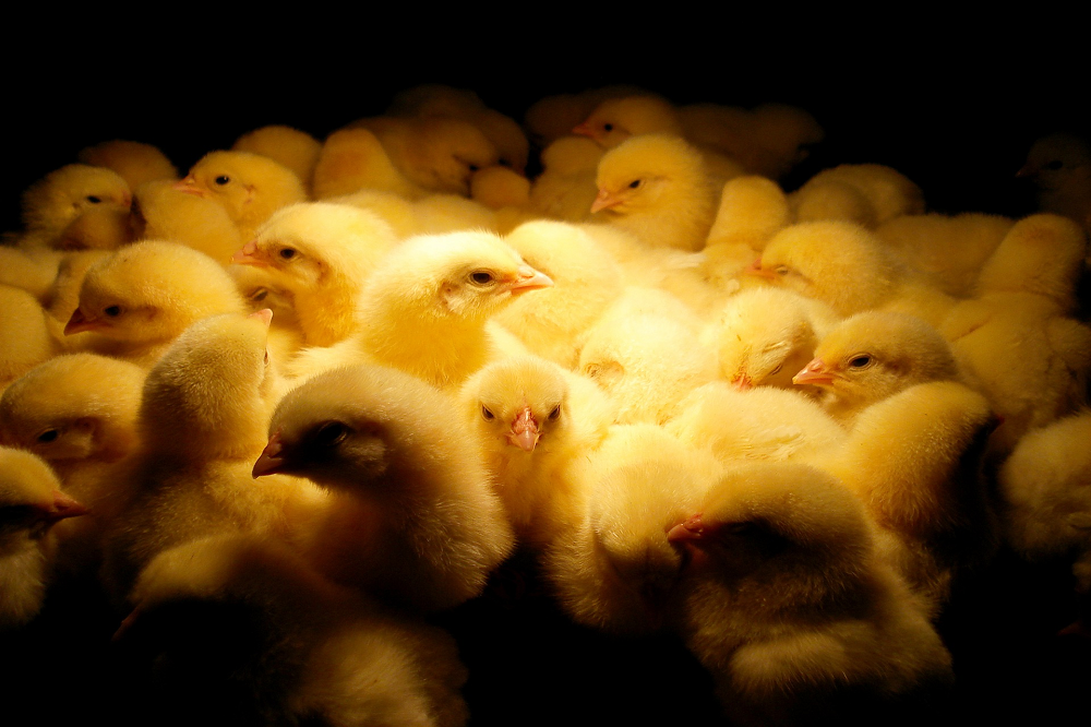 De verandering in de Nederlandse vleeskuikenhouderij zet door